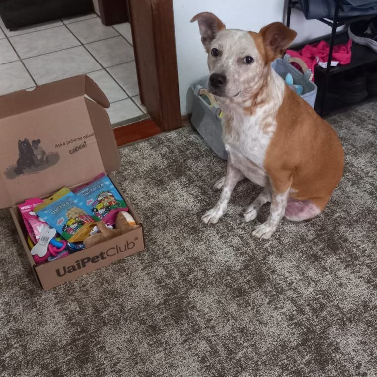 Caixinha UaiPetClub com o dog cheirando a caixa