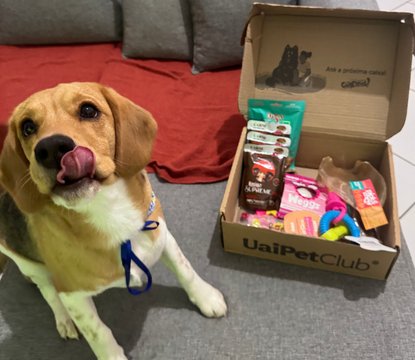 Beagle ao lado da caixinha UaiPetClub aberta